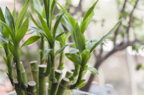 水種植物風水|風水植物｜不只富貴竹！7款招財/招桃花植物推介+不 